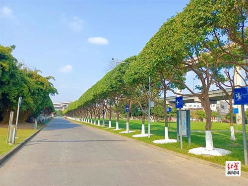 成都街頭綠色長(zhǎng)廊修剪秘籍 城市綠化管理的藝術(shù)與實(shí)踐